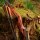 DRAKE ARCHERY ELITE Ablaze - 60 pollici - 30-50 lbs - Arco ricurvo Take Down