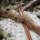 Riser | DRAKE ARCHERY ELITE Timber Wolf - 17 pollici - ILF