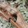 Riser | DRAKE ARCHERY ELITE Timber Wolf - 17 pollici - ILF