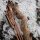 Riser | DRAKE ARCHERY ELITE Timber Wolf - 17 pollici - ILF