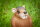 CENTER-POINT 3D Sitzende Ratte - Made in Germany