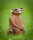 CENTER-POINT 3D Sitzende Ratte - Made in Germany