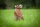 CENTER-POINT 3D Sitzende Ratte - Made in Germany