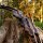 SPIDERBOWS Blizzard Classic - 62-68 pollici - 25-50 lbs - Arco a ricurvo da abbattere