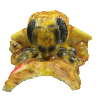 Ape InForm 3D