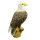 Aquila calva InForm 3D