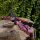 JACKALOPE Zircon - Ultimate - 66-70 Zoll - 16-50 lbs - ILF - Take Down Recurvebogen