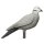 Piccione IBB 3D