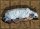 LEITOLD Gatto del faraone