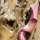 JACKALOPE - Red Beryl - 62 pollici - Speed - Refined Arci ricurvi Take Down - 25 lbs | Mano destra