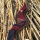 JACKALOPE - Red Beryl - 62 pollici - Speed - Refined Arci ricurvi Take Down - 25 lbs | Mano destra