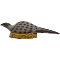 IBB 3D Gallina fagiano seduta sul nido