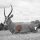 WILDCRETE 3D Ricambi