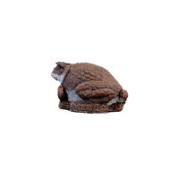 WILDCRETE 3D Aga - Kröte