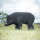 WILDCRETE 3D Cinghiale