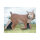 WILDCRETE 3D Lince