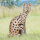 WILDCRETE 3D Gatto selvatico