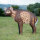 WILDCRETE 3D Piccola iena