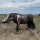 WILDCRETE 3D Potamoceros trichophorus Area vitale