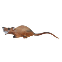 Ratto di lunga durata