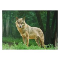 STRONGHOLD Bersaglio Animali - lupo - 30 x 42 cm -...