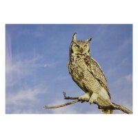 STRONGHOLD Bersaglio Animali - gufo - 30 x 42 cm -...