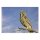STRONGHOLD Bersaglio Animali - gufo - 30 x 42 cm - idrorepellente/antistrappo