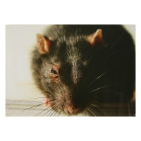 STRONGHOLD Bersaglio Animali - ratto - 30 x 42 cm -...