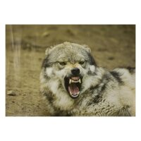 STRONGHOLD Bersaglio Animali - Lupo minaccioso - 30 x 42...