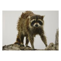 STRONGHOLD Bersaglio Animali - procione bagnato - 30 x 42...