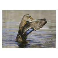 STRONGHOLD Bersaglio Animali - Anatra III - 30 x 42 cm -...
