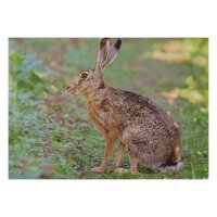 STRONGHOLD Bersaglio Animali - coniglio - 30 x 42 cm -...
