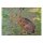 STRONGHOLD Bersaglio Animali - coniglio - 30 x 42 cm - idrorepellente/antistrappo