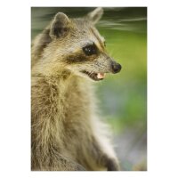 STRONGHOLD Bersaglio Animali - martora - 30 x 42 cm -...