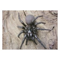 STRONGHOLD Bersaglio Animali - ragno - 30 x 42 cm -...