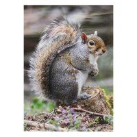STRONGHOLD Bersaglio Animali - scoiattolo - 30 x 42 cm -...