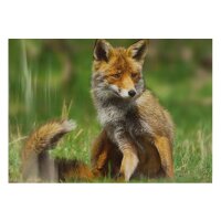 STRONGHOLD Bersaglio Animali - volpe - 30 x 42 cm -...