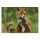 STRONGHOLD Bersaglio Animali - volpe - 30 x 42 cm - idrorepellente/antistrappo