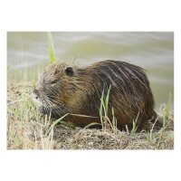 STRONGHOLD Bersaglio Animali - castoro - 30 x 42 cm -...