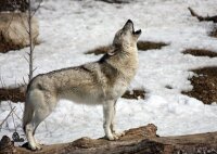 STRONGHOLD Bersaglio Animali - Lupo urlante - 42 x 59 cm...