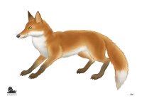 STRONGHOLD Bersaglio Animali - Volpe grafica - 42 x 59 cm...