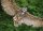 STRONGHOLD Bersaglio Animali - Gufo volante - 42 x 59 cm - idrorepellente/antistrappo