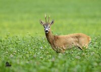 STRONGHOLD Bersaglio Animali - roebuck - 42 x 59 cm -...