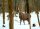 STRONGHOLD Bersaglio Animali - branco di cervi nella foresta invernale - 59 x 84 cm - idrorepellente/antistrappo