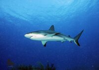 STRONGHOLD Bersaglio Animali - squalo dei Caraibi - 59 x...