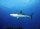 STRONGHOLD Bersaglio Animali - squalo dei Caraibi - 59 x 84 cm - idrorepellente/antistrappo