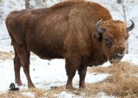STRONGHOLD Bersaglio Animali - bisonte - 59 x 83 cm -...