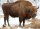 STRONGHOLD Bersaglio Animali - bisonte - 59 x 83 cm - idrorepellente/antistrappo