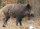 STRONGHOLD Bersaglio Animali - cinghiale - 59 x 84 cm - idrorepellente/antistrappo