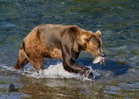 STRONGHOLD Bersaglio Animali - orso marrone - 59 x 84 cm...